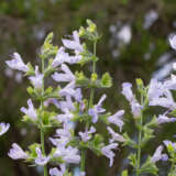 Salvia Finngrove