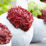 Sempervivum Colorockz Coral Red Plasemccr - Garden Express Australia
