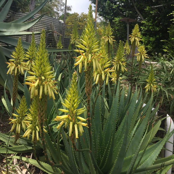 Aloe Sun King Tm