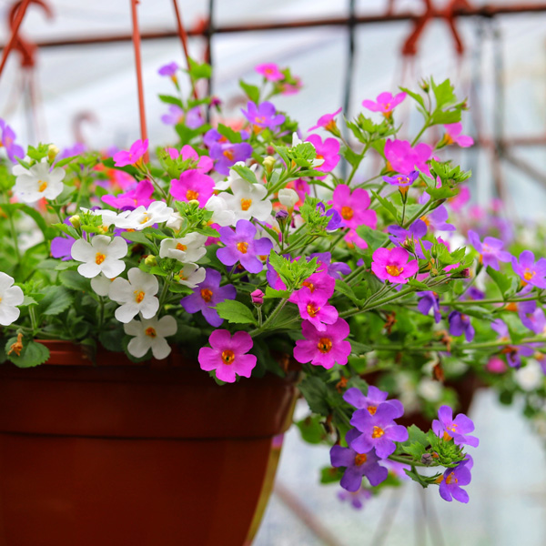 Bacopa Bunch Of Blooms