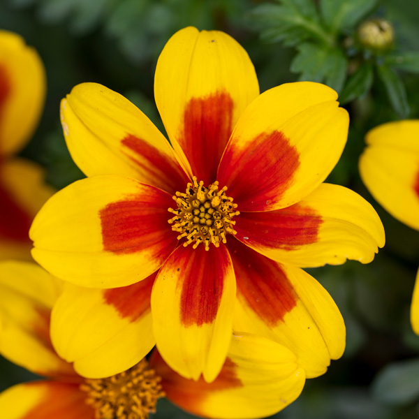 Bidens Red Eye Bunch Of Blooms