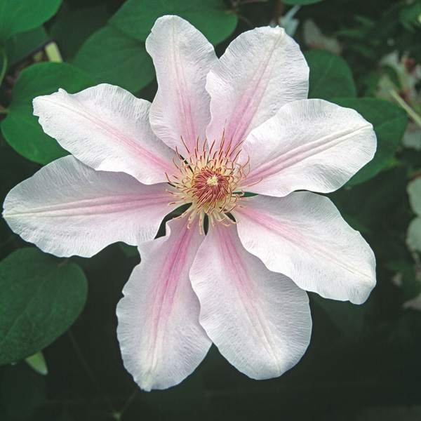 Clematis Fairy Queen