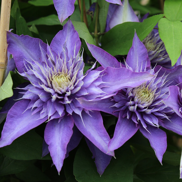 Clematis Multi Blue