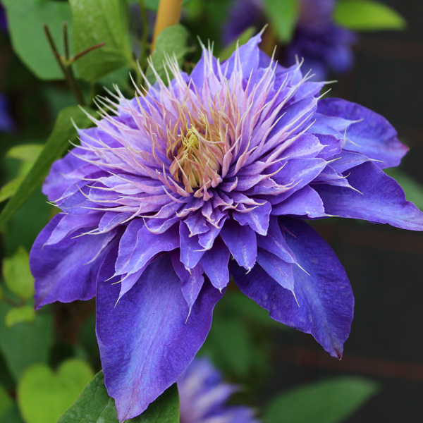 Clematis Multi Blue