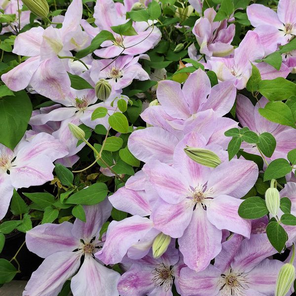 Clematis Special Occasion