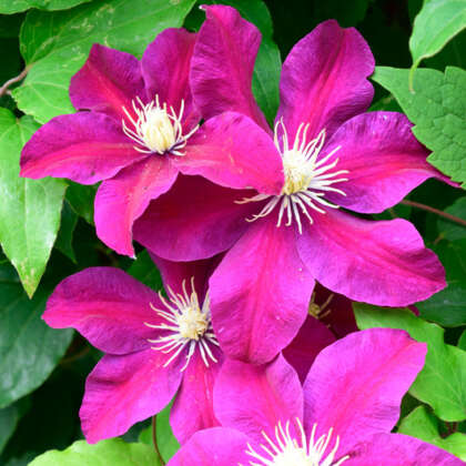 Clematis - Garden Express - Australia's Largest Online Nursery