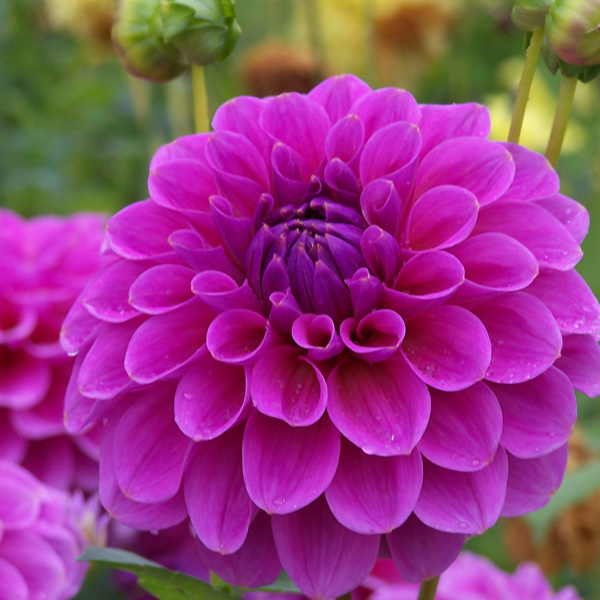 Dahlia Pink Wonder - Garden Express