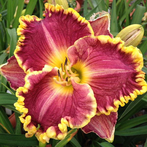 Daylily Daria