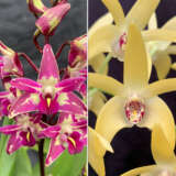 Dendrobium Orchid Cobber Lavender And Lime X Sunglow Kwr Lpodorclsk - Garden Express Australia