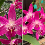 Dendrobium Orchid Flinder Grant Garrett X Australian Rose Beauty Pink Delight Lpodorfar - Garden Express Australia