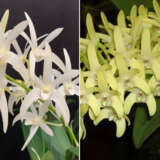 Dendrobium Orchid Greta Snow Kings White X Speciosum Penisula Pricess Lpodorgsp - Garden Express Australia