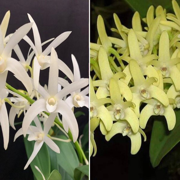 Dendrobium Orchid Greta Snow Kings White X Speciosum Penisula Pricess