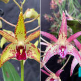 Dendrobium Orchid Jazz Red Lip X Aussie Victory The Giant Lpodorjav - Garden Express Australia