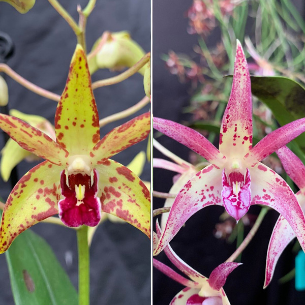 Dendrobium Orchid Jazz Red Lip X Aussie Victory The Giant