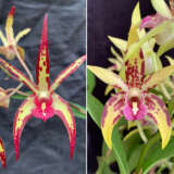 Dendrobium Orchid Jesmond Sparkler Greg Hall X Brimbank Uluru Camelot Lpodorjsbu - Garden Express Australia