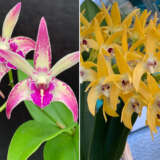 Dendrobium Orchid Kings Sentidos 2 X Cosmic Gold Vicki Lpodorksc - Garden Express Australia