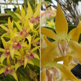 Dendrobium Orchid Nanny Joy My Love X Fleckeri Big Lpodornjf - Garden Express Australia