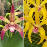 Dendrobium Orchid Nelly Bay Rainbow X Latrobe Dreaming The Better Day