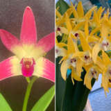 Dendrobium Orchid Saigon Wonderland Journey X Cosmic Gold Vicki