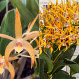 Dendrobium Orchid Sheena Annetta X Avrils Gold Christine Lpodorsag - Garden Express Australia