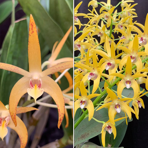 Dendrobium Orchid Sheena Annetta X Brimbank Dream Haos Best