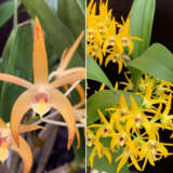 Dendrobium Orchid Sheena Annetta X Midas Touch Journey Lpodorsmt - Garden Express Australia