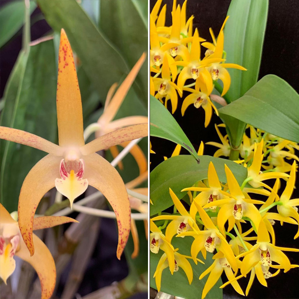 Dendrobium Orchid Sheena Annetta X Midas Touch Journey