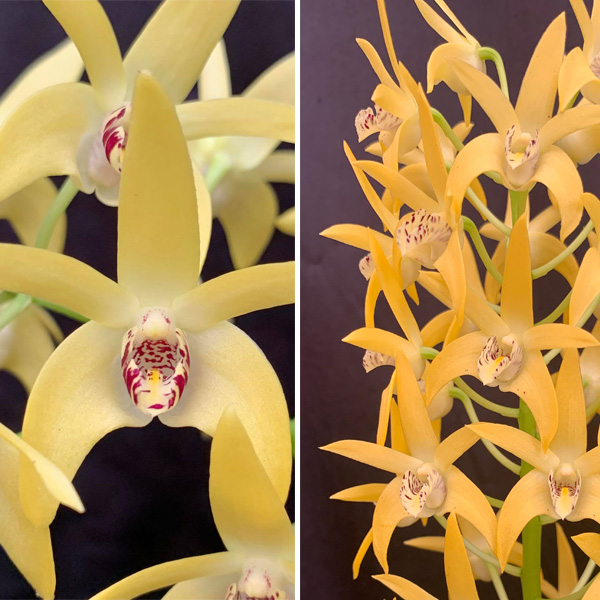 Dendrobium Orchid Sunglow Kwr X Dingadee Gold Hn