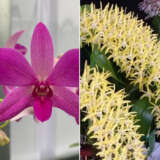 Dendrobium Orchid Waringah Stripe X Speciosum Samford Dozen Lpodorwss - Garden Express Australia