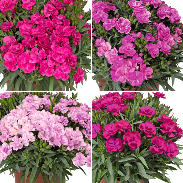 Dianthus Peman Collection