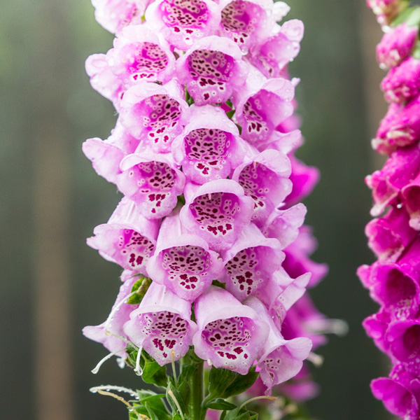 Digitalis Lavender Foxglove