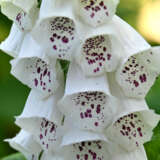 Digitalis Pams Choice P68digpch - Garden Express Australia