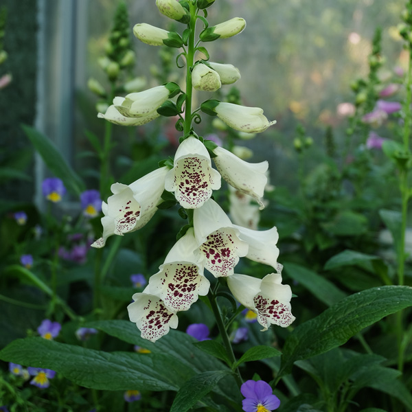 Digitalis Pams Choice