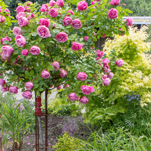 Patio Rose Fragrant Plum