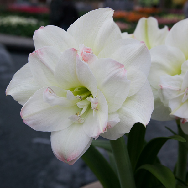 Hippeastrum Amadeus Candy