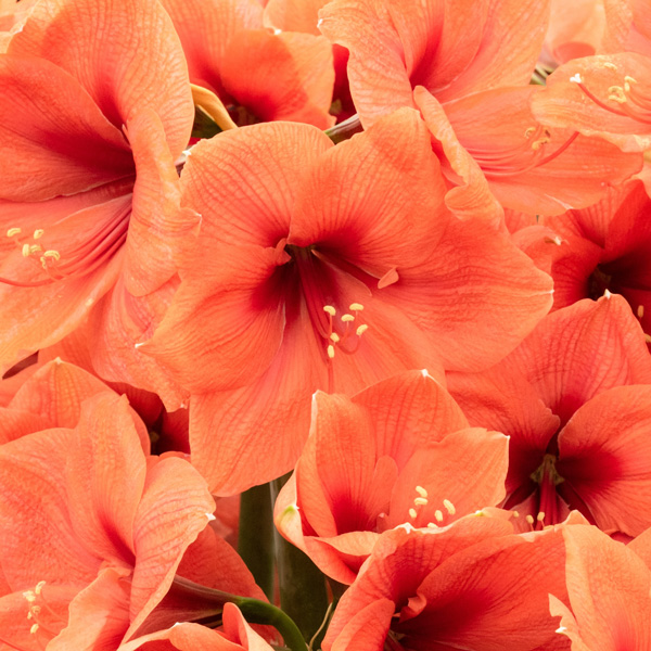 Hippeastrum Bouquet