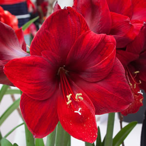 Hippeastrum Carmen