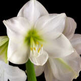 Hippeastrum Casablanca Pkhipcas - Garden Express Australia