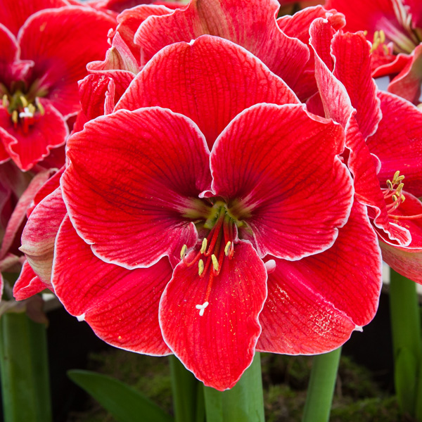 Hippeastrum Magical Touch