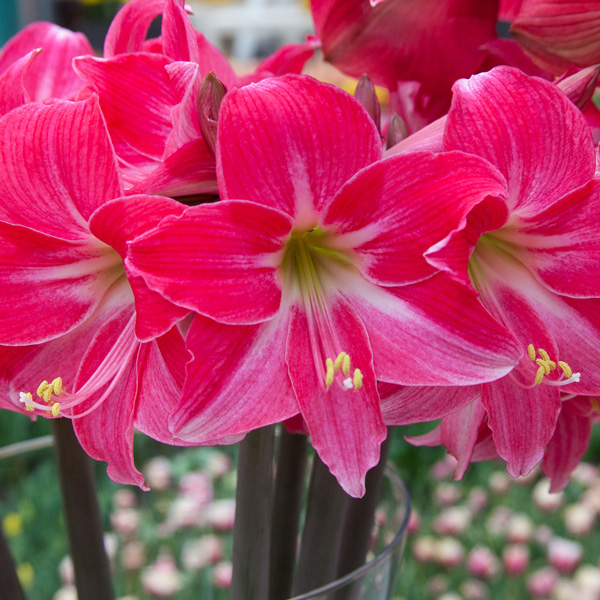 Hippeastrum Neon Eon - Garden Express