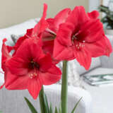 Hippeastrum Pleasure