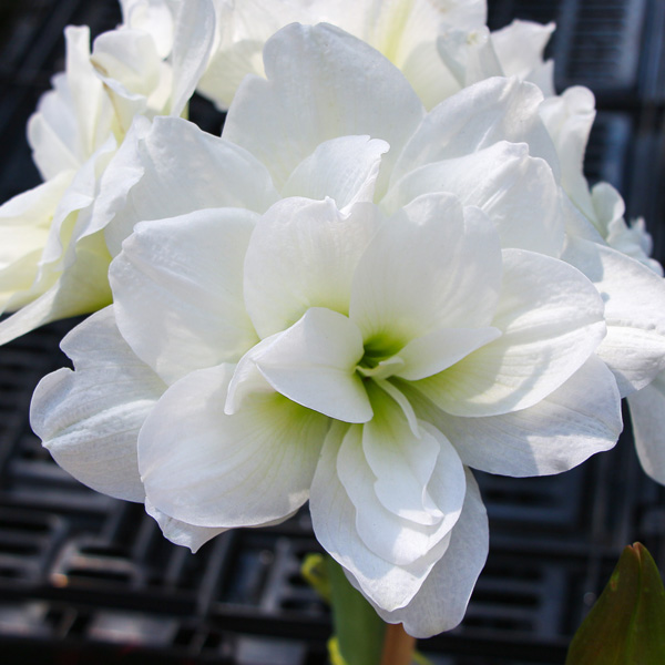 Hippeastrum Polar Belle