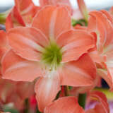 Hippeastrum Serenity Pkhipser - Garden Express Australia