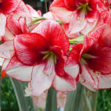 Hippeastrum Showmaster