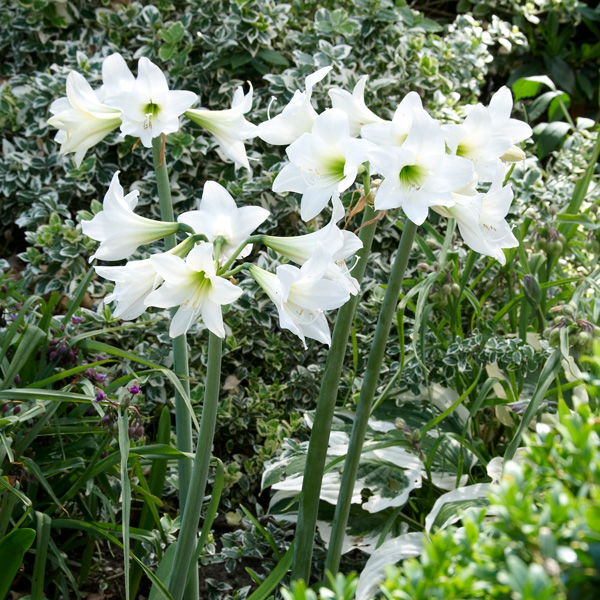 Hippeastrum Sonatini White Rascal