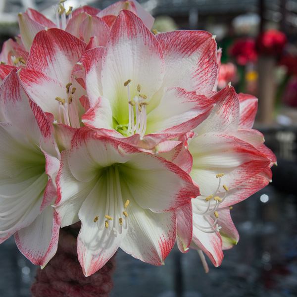 Hippeastrum Sophia