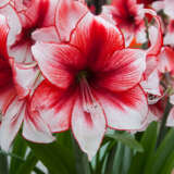 Hippeastrum Temptation