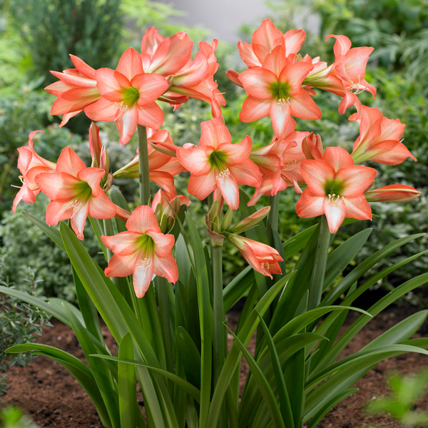 Hippeastrum Sonatini Veneto