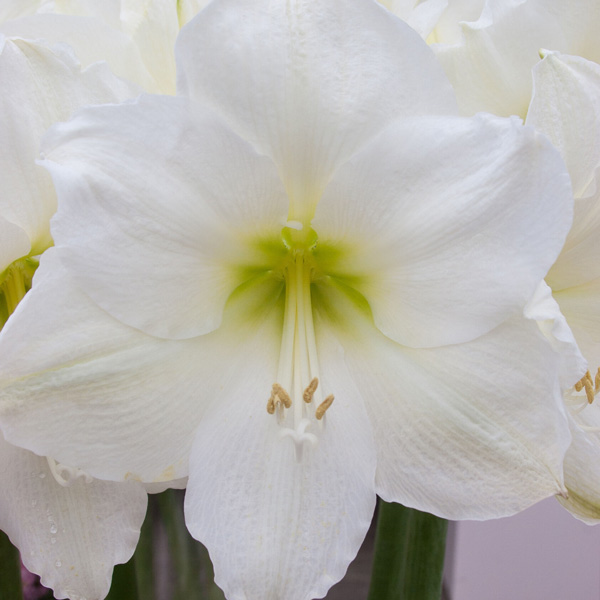 Hippeastrum White Queen