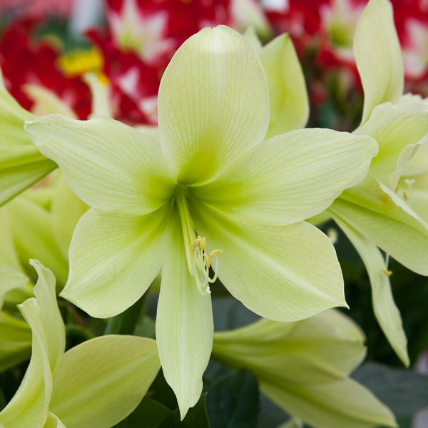 Hippeastrum Yellow Star - Garden Express